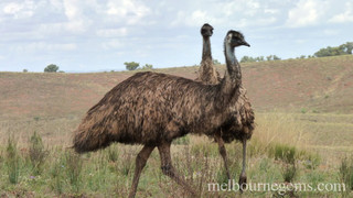 Wild Emus