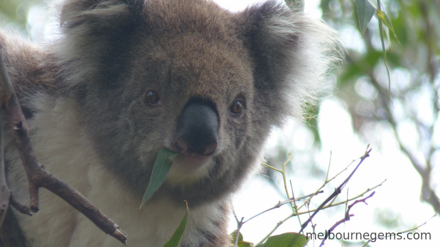 Wild Koala enjoying his Euca leaf