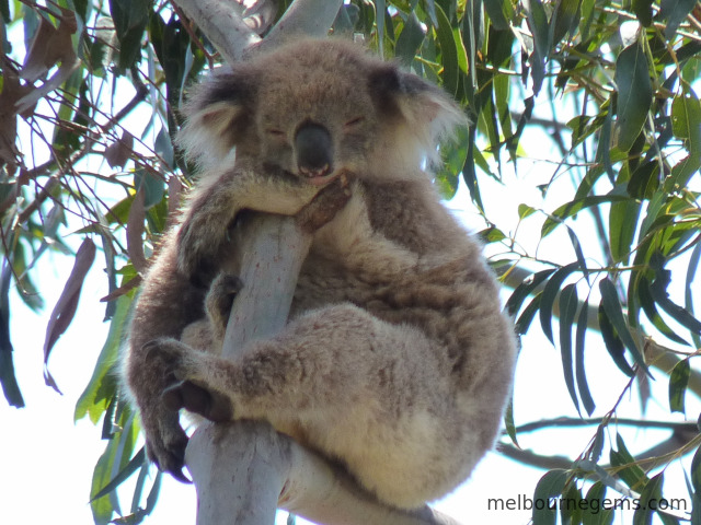 Koala sleeping and hanging to a branch
