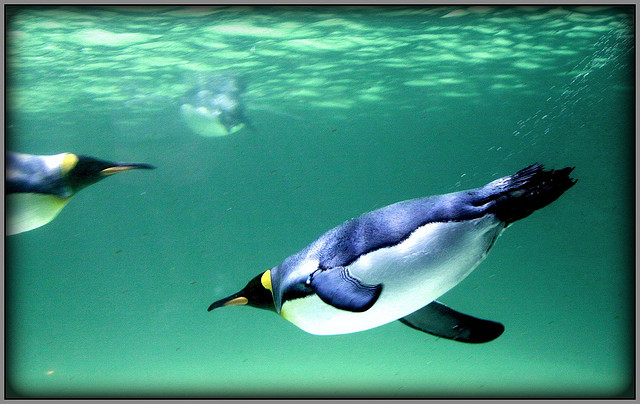 King Penguins swimming at Melbourne Aquarium