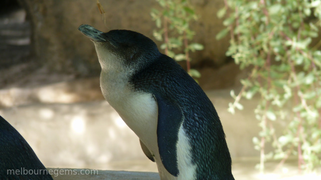 Cute penguins