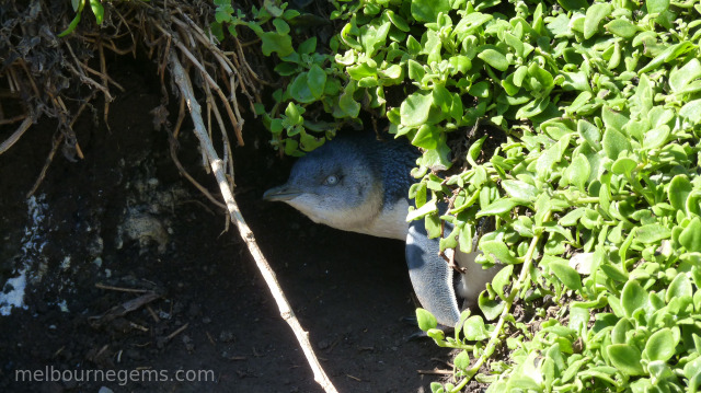 Small penguin hiding at Philipp Island