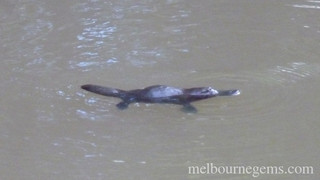 Wild Platypus