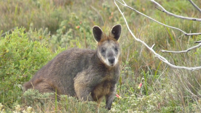 Wild Wallaby at Wilsons Prom