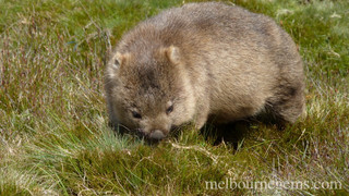 Wild Wombat