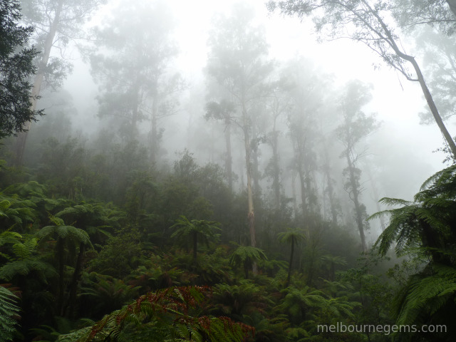 Yarra Ranges national park in the mist