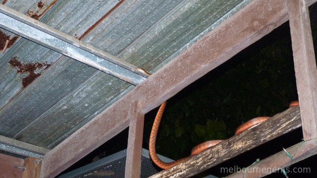 Brown Tree Snake on a restaurant's terrace, in Cape Tribulation