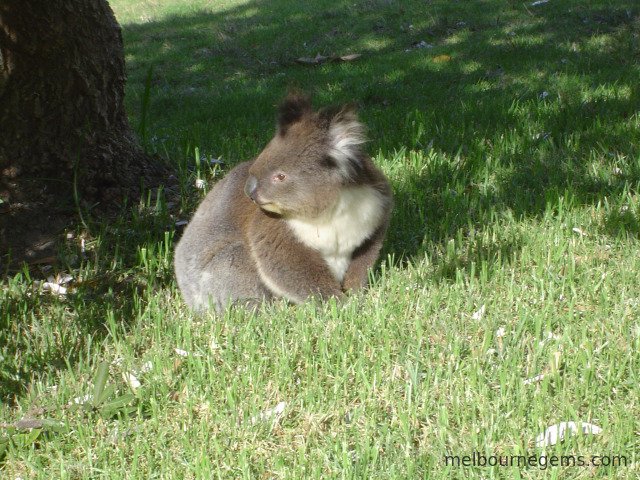 Wild Koala hopping in the grass