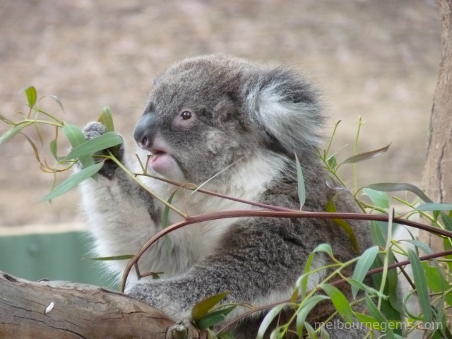 Wild Koala enjoying his meal