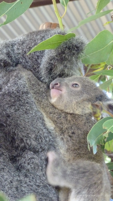 Koala and its Joey