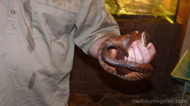 Tree brown snake wrapped around Scott's hand