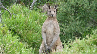Wild Grey Kangaroo