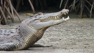 Wild Crocodile