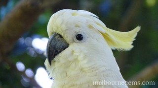 Cockatoo