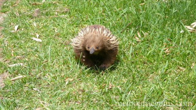 Wild Echidna wandering in the grass