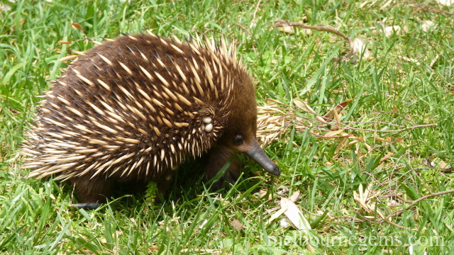 Wild echidna hopping in the grass