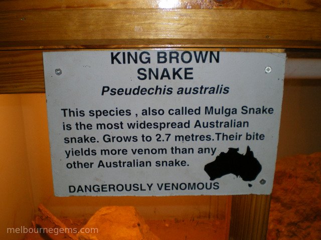 King Brown Snake description