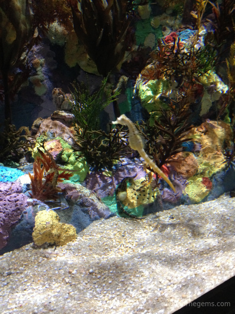 Seahorse at Melbourne Aquarium