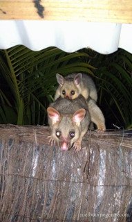 Wild Possum and Joey