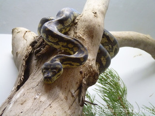 Carpet Python