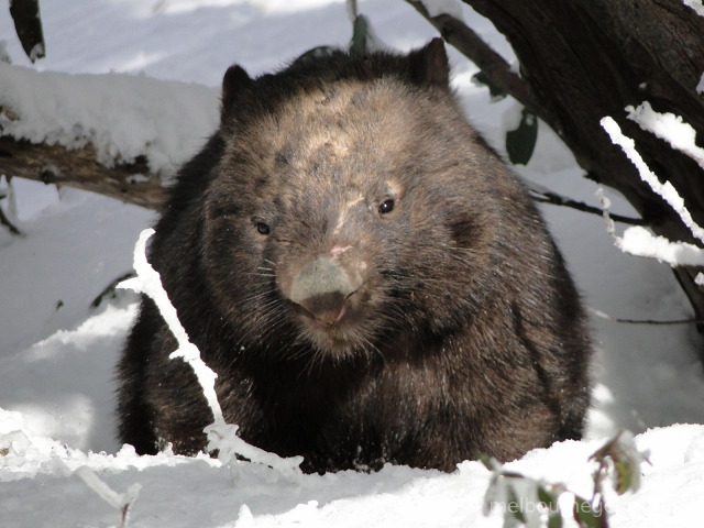 Wild Wombat in the snow