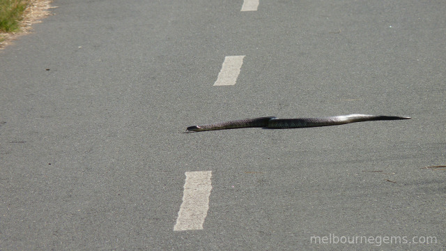 Tiger Snake around Albury crossing the road