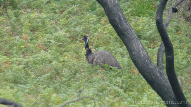 Wild Emu at Wilsons Prom