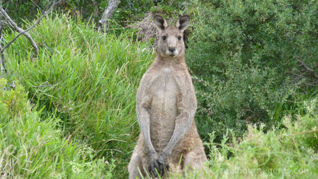 Wild Grey Kangaroo at Wilsons Prom