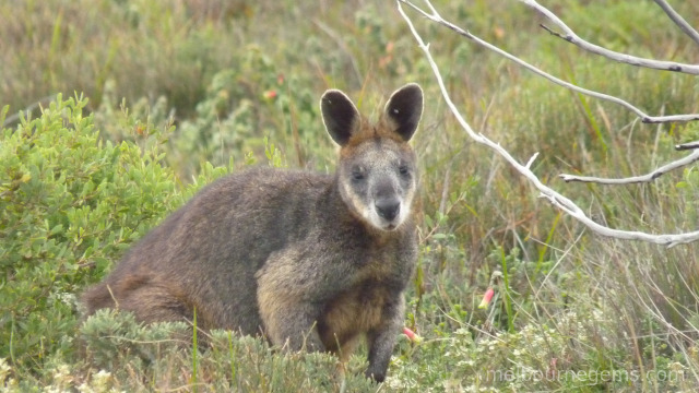 Wild Wallaby at Wilsons Prom