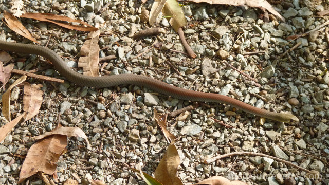 Yellow Faced Whip snake