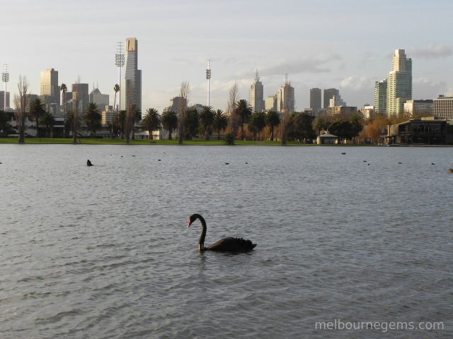 Albert Park Lake