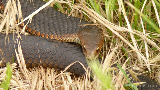 Australian Copper Head snake on Philip Island