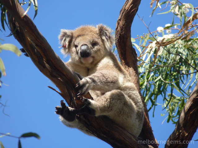 Wild Koala holding tight in the wind