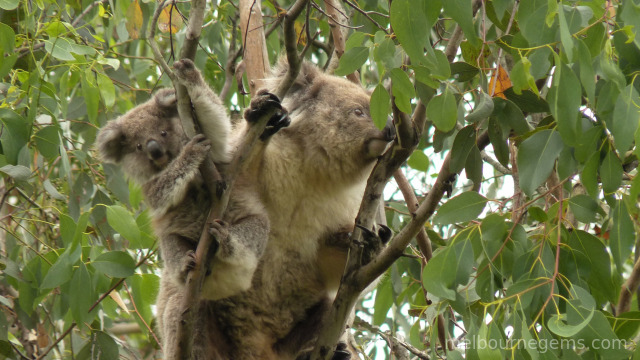 Koala and its Joey