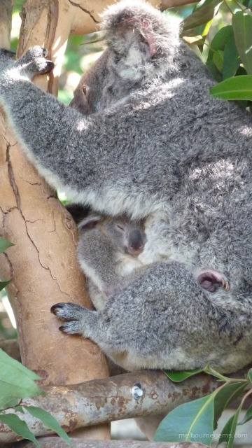 Koala and its Joey