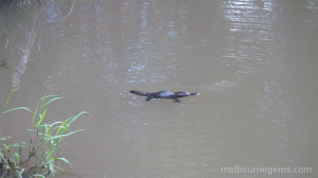 Wild Platypus at the Eungella National Park