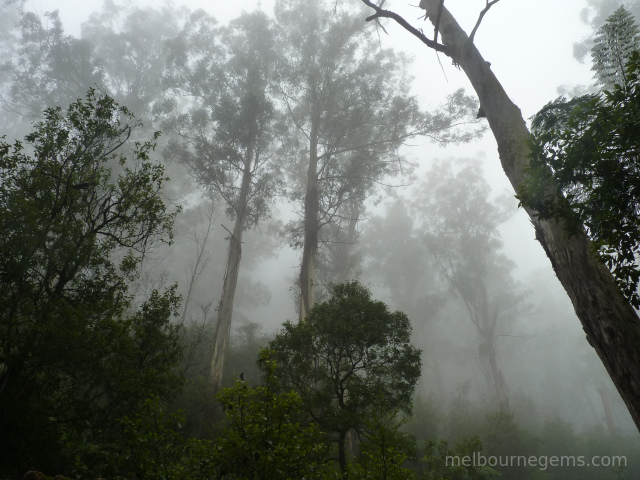 Yarra Ranges national park in the mist