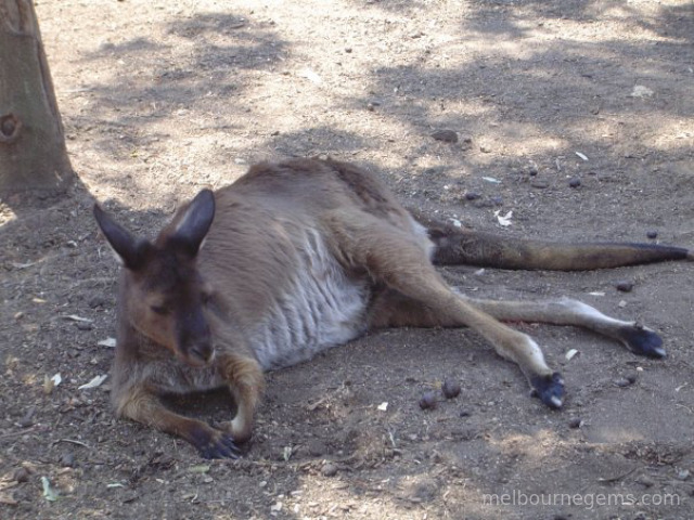 Melbourne Zoo: Meet Australian Wildlife in the Heart of Melbourne Melbourne Zoo: Meet Australian Wildlife in the Heart of Melbourne