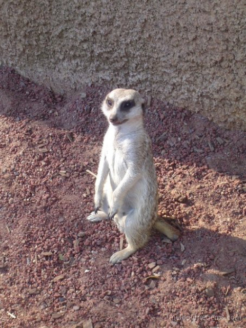 Meerkat